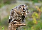 Tawny Owl with Bank Vole by Linda Jackson